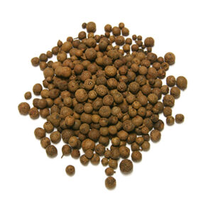 Allspice